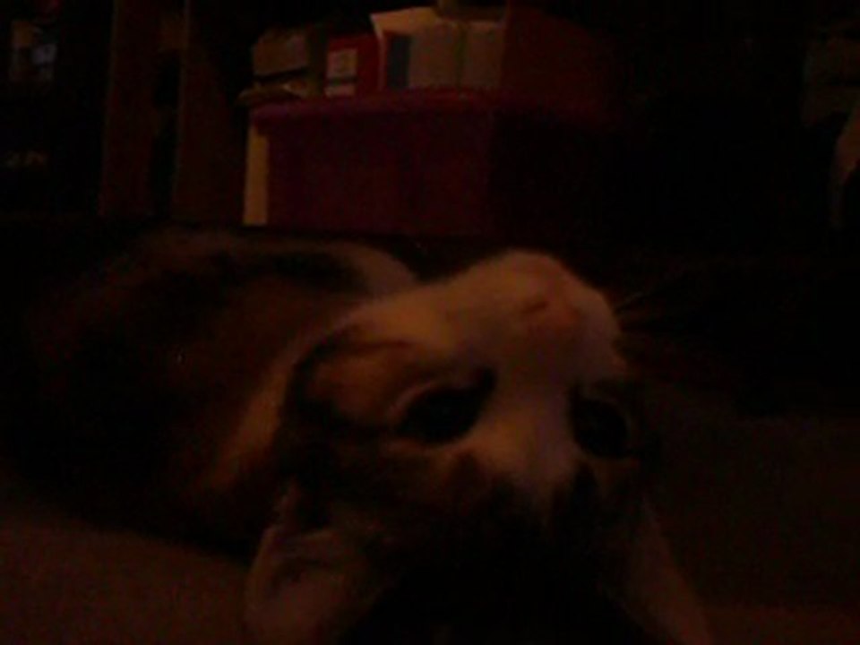 Mon chat et moi
