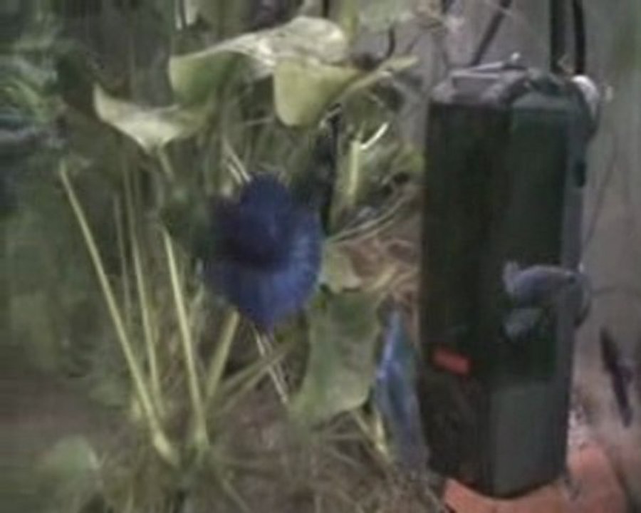 Betta splendens plakat bleu 07  02 2010