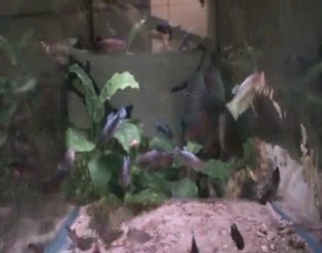 Betta splendens, Armaggedon / X2 07 02 2010