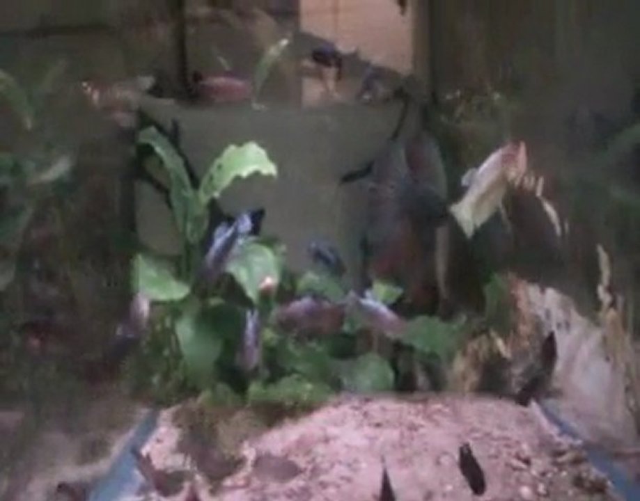 Betta splendens, Armaggedon / X2 07 02 2010