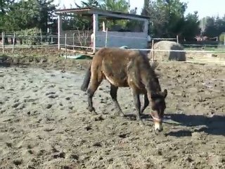 Gaston le plus beau le plus gentil ...
