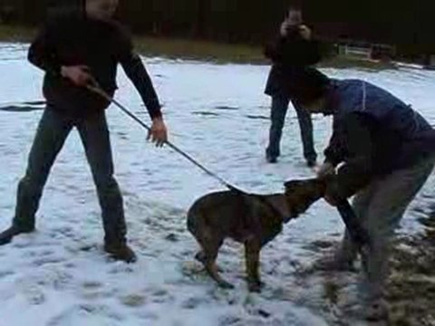 Première séance de débourrage d'Ella au mordant.