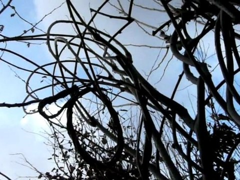 Sculptures-Vivantes le 5 février 2010_chap1