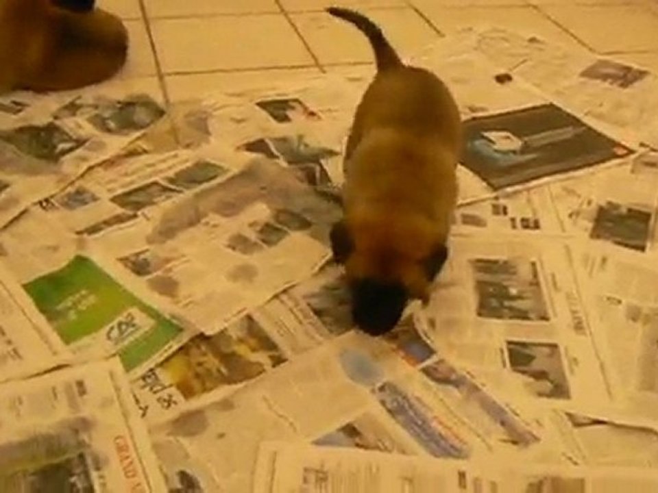 nos trois petites femelles bergueloups à 26 jours