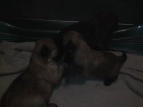 Chiot berger des pyrénées 7 février 2010