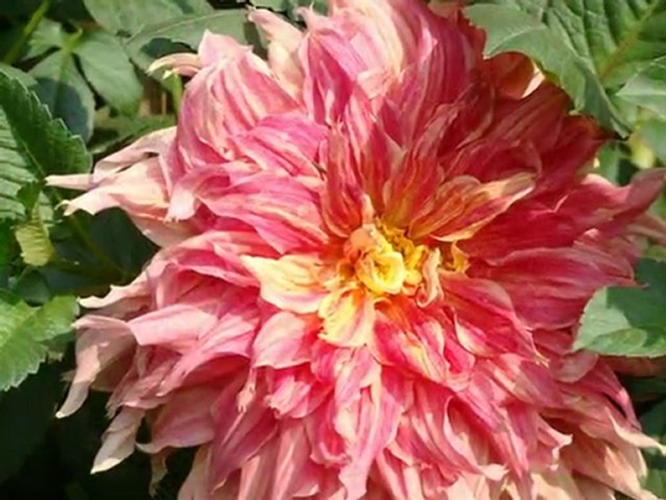 jardin printemps