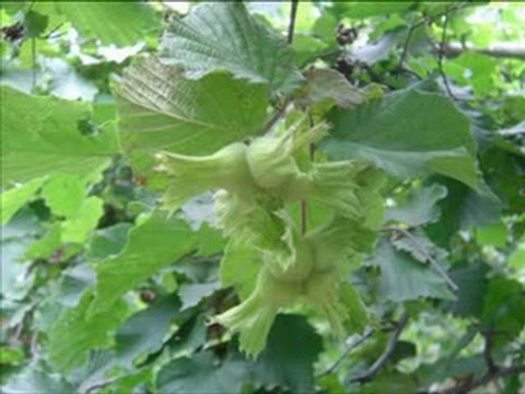 Samsun Terme Çamlıca ( Limandere ) Köyü Belgeseli 1