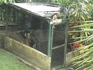 AKILLI KÖPEK