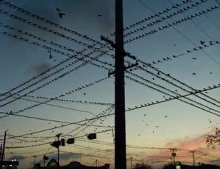 Invasione di uccelli