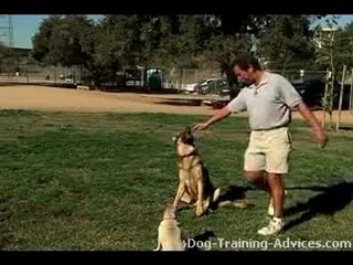 How To Train A Dog To Sit and Stay