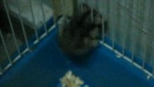 hammie in distress!
