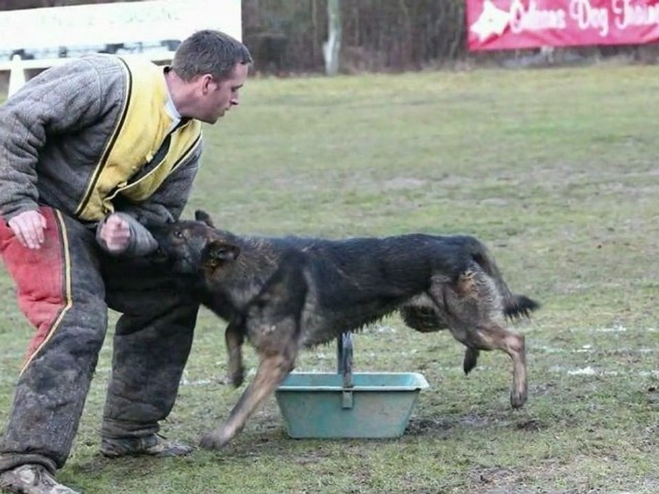 Baltik à Orléans Dog Training
