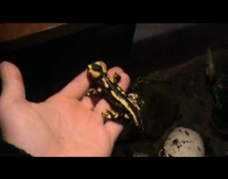 Yann André présente la salamandre dans le CHER(18...)