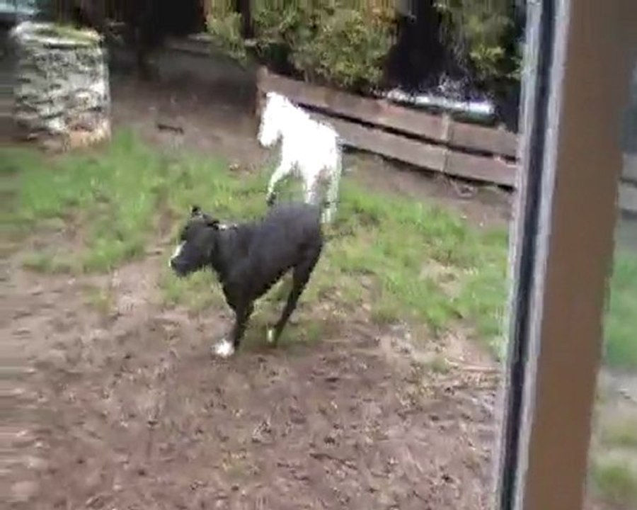 CAINA & ROCKY