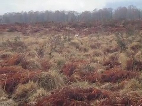 Emir des Tucs Landais 2