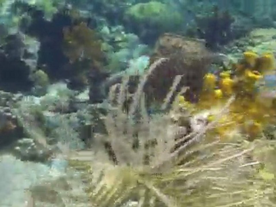 Poisson papillon
