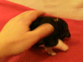 MALE N°1     chiot staffordshire bull terrier staffie62