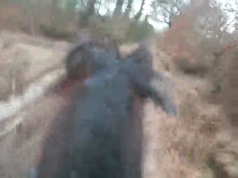 trotting Rubis et Roi