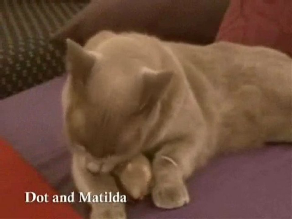 Dot o Rato e Matilda a Gata
