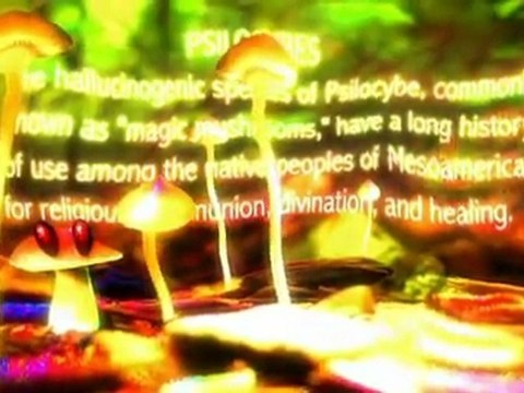 Poznaj Swoje Magiczne Grzyby