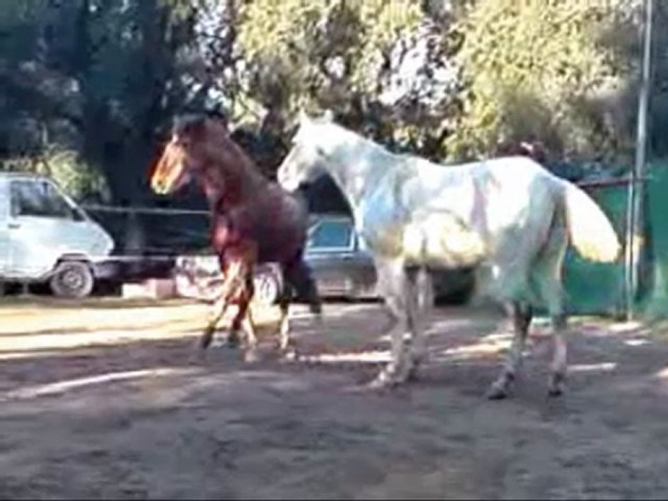 papi et pablo montage vidéo