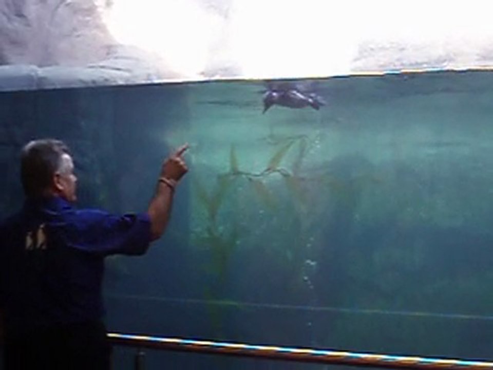 les plus petits manchots du monde !!