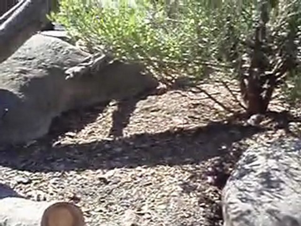 Suricates au zoo de Christchurch