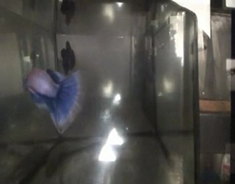 Betta splendens, Cambodge multi 09 02 2010