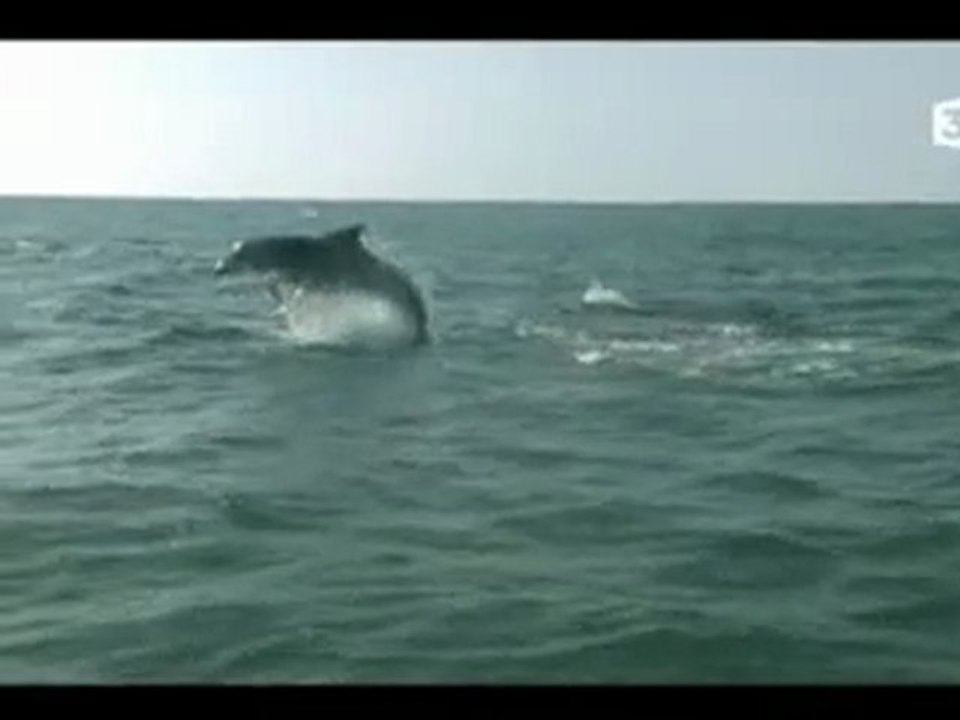 Etude des grands dauphins de la baie du Mont Saint Michel