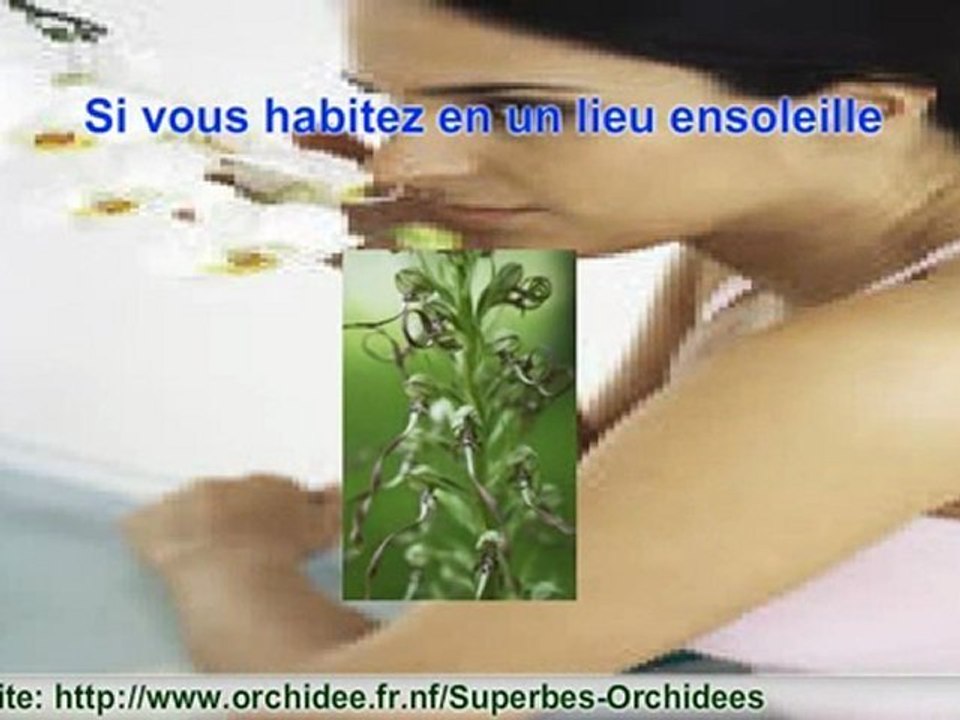 Orchidees Entretien