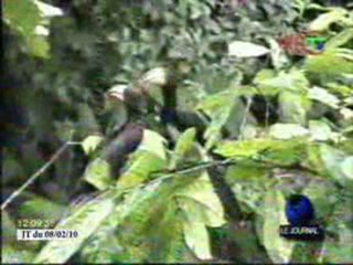 World Resources Institute met en place un atlas forestier