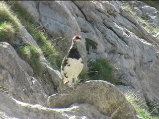 Lagopède, Ecrins, juillet 2006