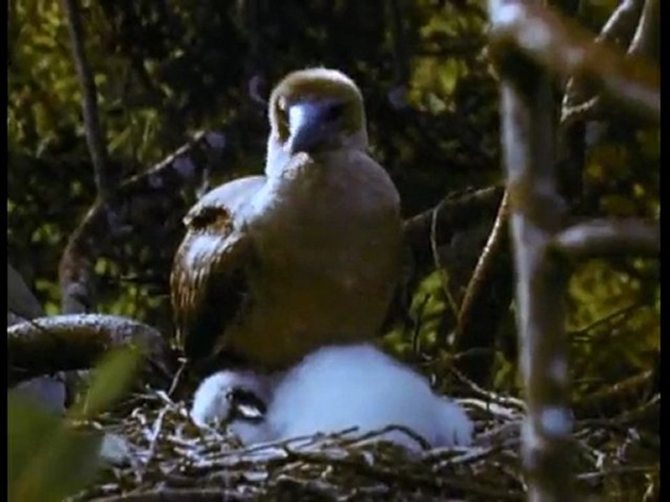 The Evolution of Charles Darwin