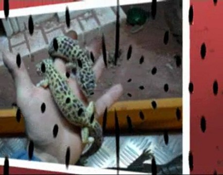 Yann André présente le GECKO LEOPARD