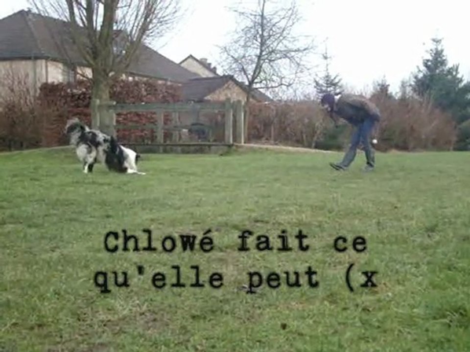 Ilow Blue, Border Collie, 9 mois, freestyle canin.