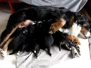 17 jours ! têtée à 5… sinon plus de place !!