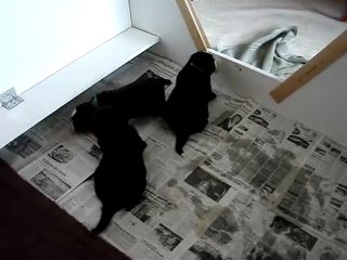 17 jours, premiers jeux, môsieur marron et mzelle verte !