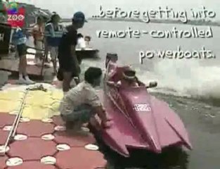 Des singes qui font du ski nautique