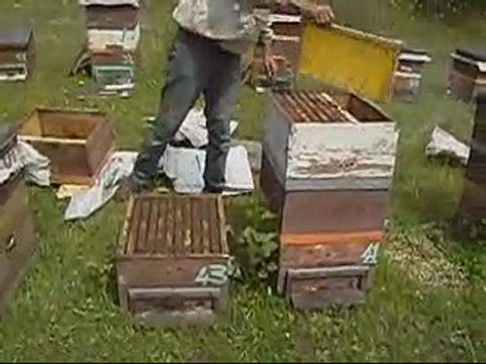 80 binlik kovan oluşturulması
