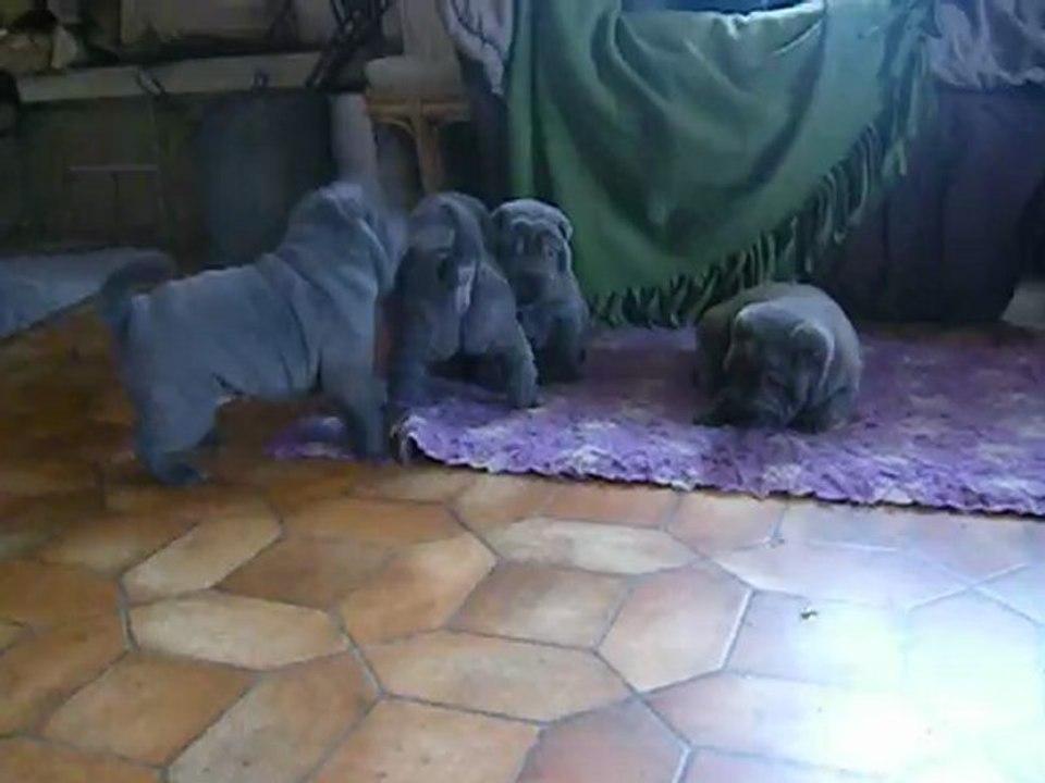 Baodaï & Chila babies 2010