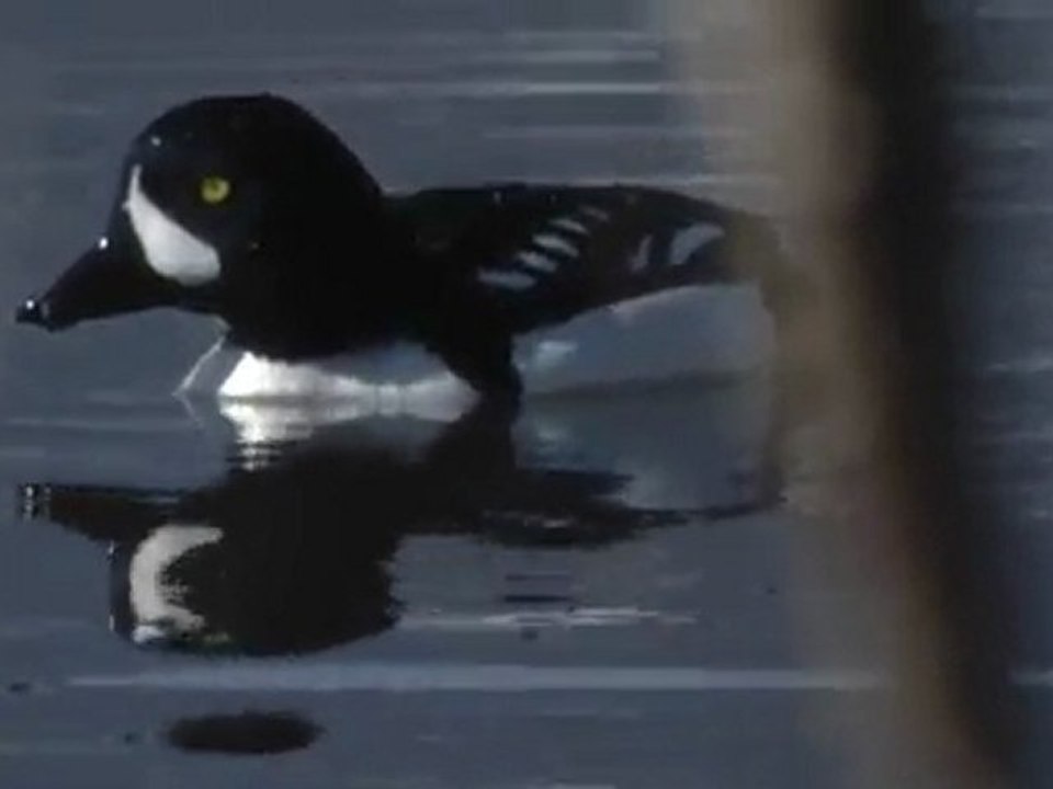 Bucephala islandica