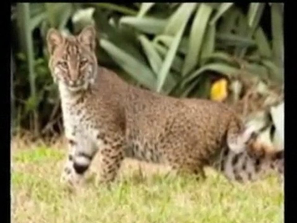 Bobcats Roam Florida Neighborhood