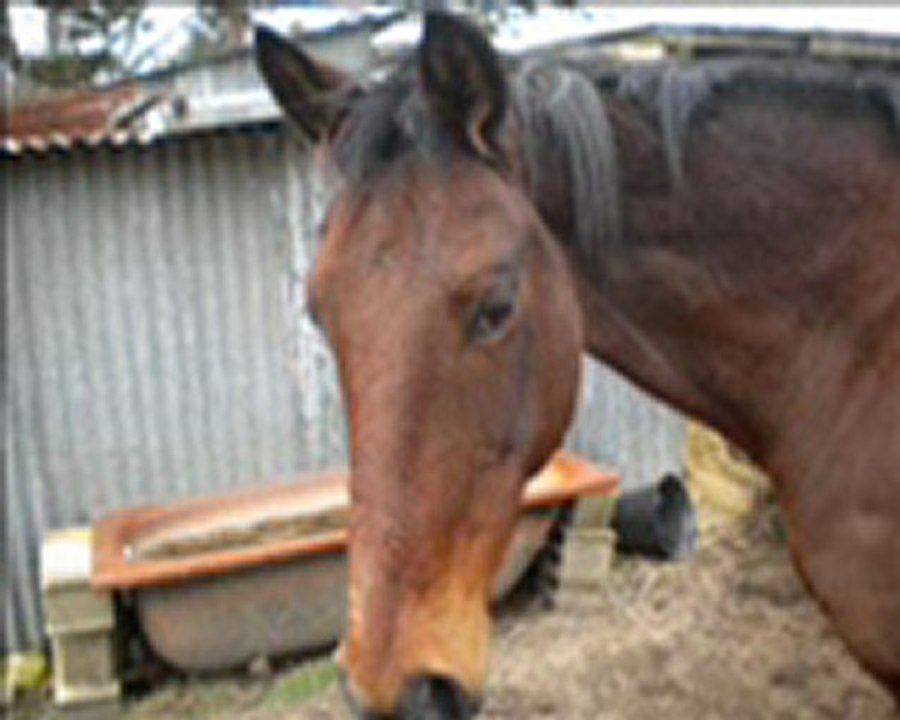 adeline_0001