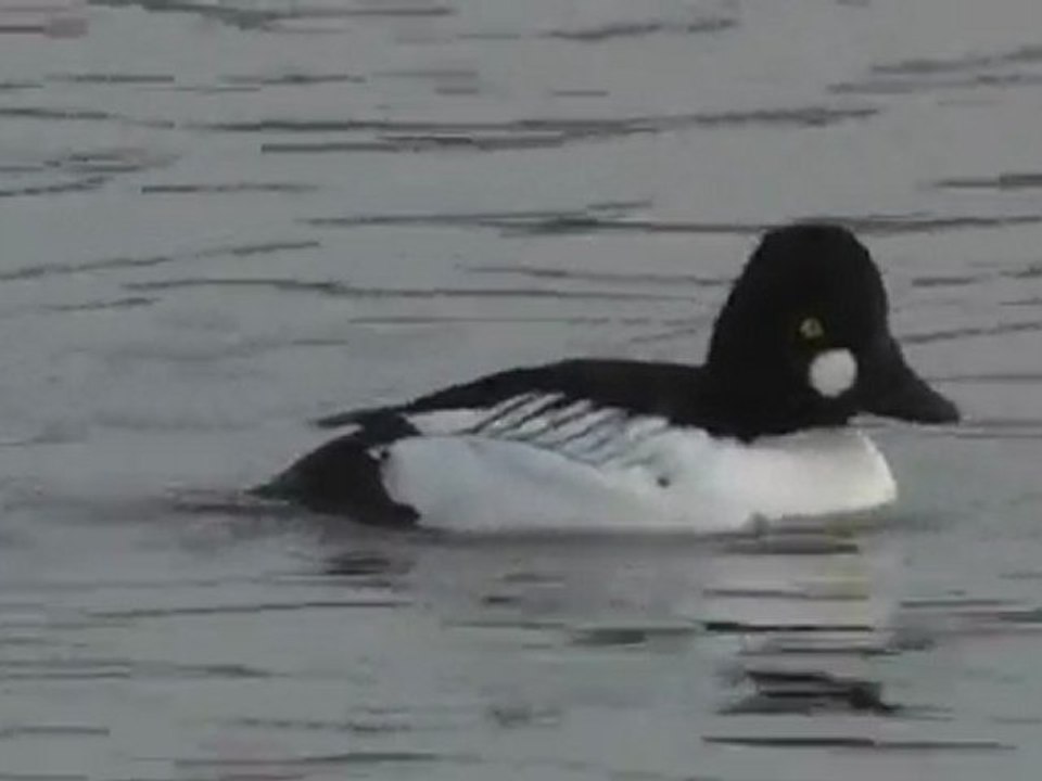 Bucephala clangula