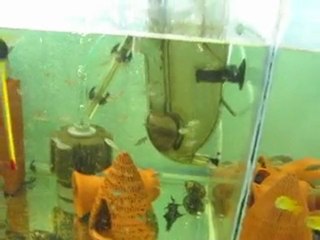 Hatch'n feeder videosu mpangalar ....