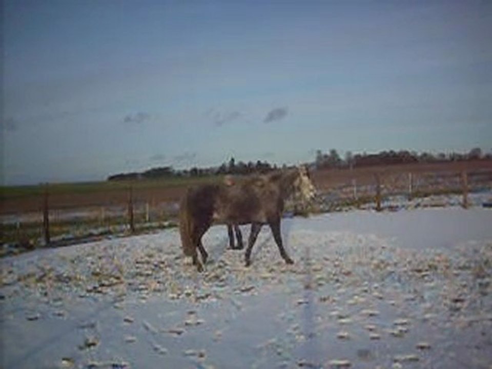défi III 1 tour au pas, 2 tours au trot, 1 tour au pas,arret