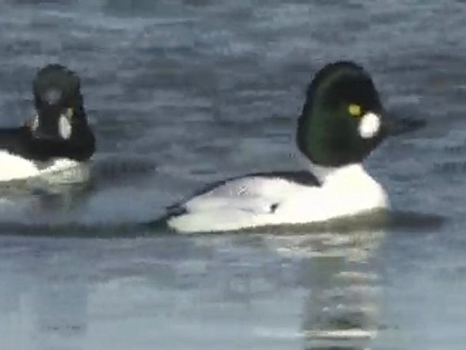 Bucephala clangula
