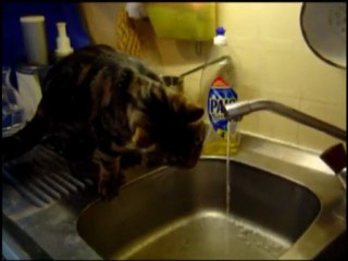 Chat au robinet