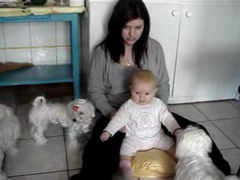 LOLA et les Bichons Maltais de Nisjotial