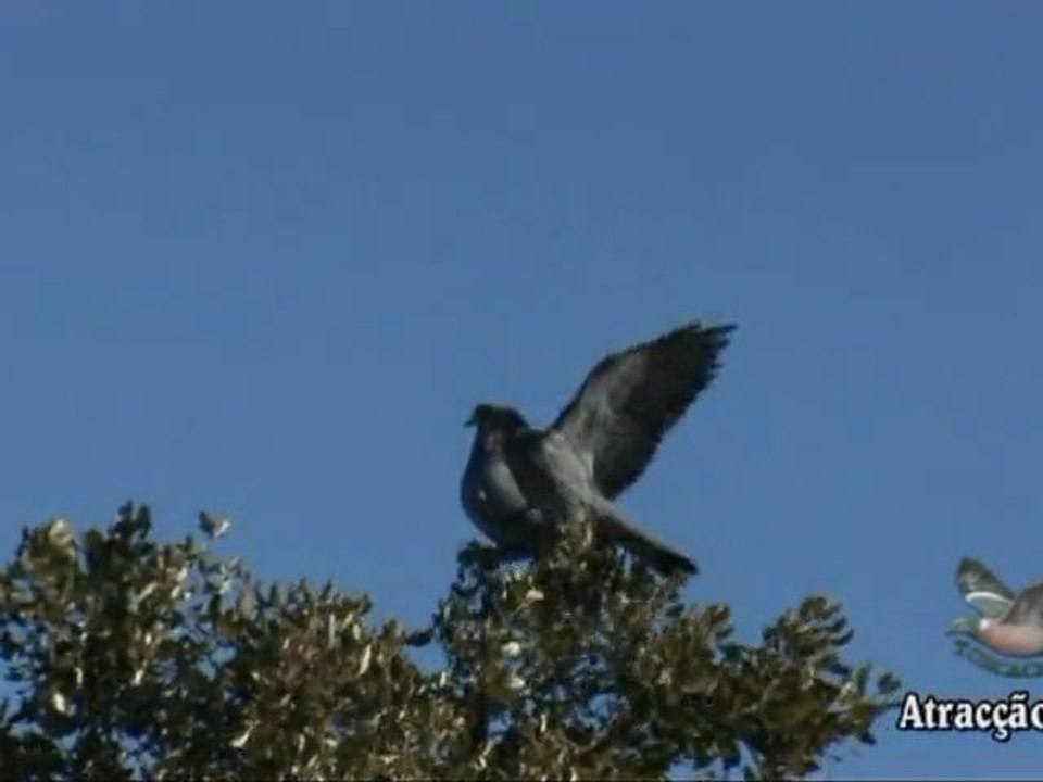 Tirada de Torcaces en Extremadura y Portugal Parte 1